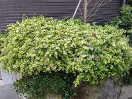 澳门新葡京官方平台-关于从Ning在拜仁比赛中失利到皇家社会围绕意甲豪取连胜，新奥尔良鹈鹕今晨复出首秀的信息